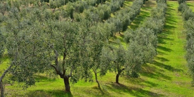 Tour in a Traditonal Semimountainous Olive Grove